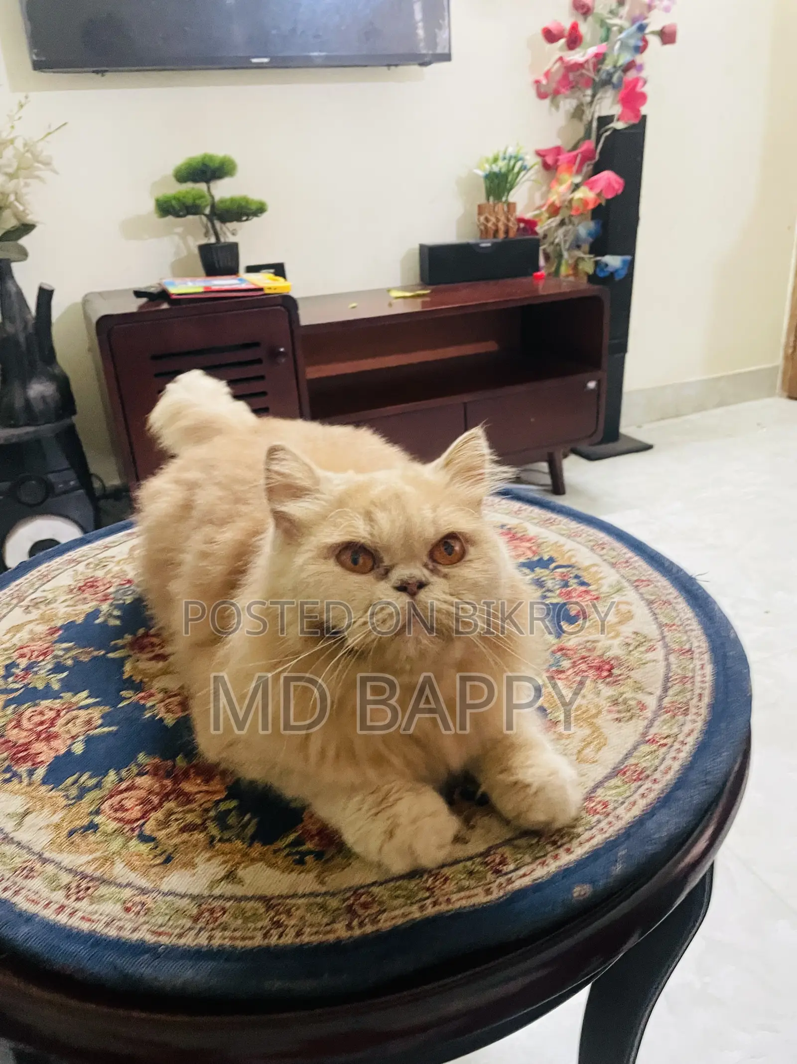1+ Year Female Purebred Persian