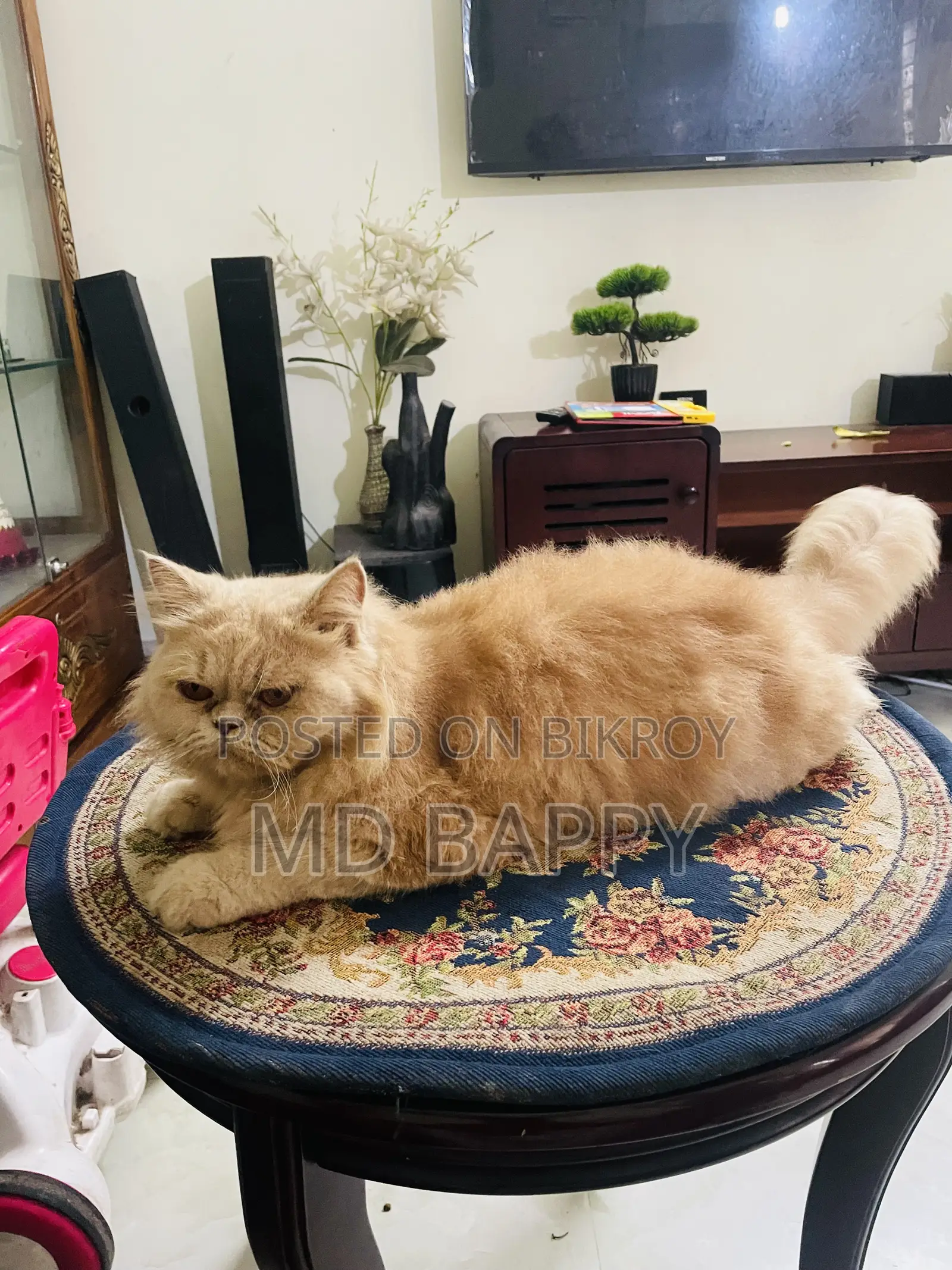 1+ Year Female Purebred Persian