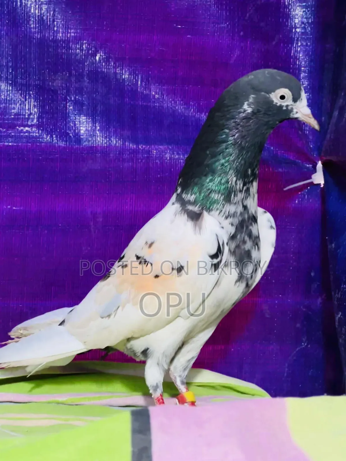 টেডি রানিং মদ্দা