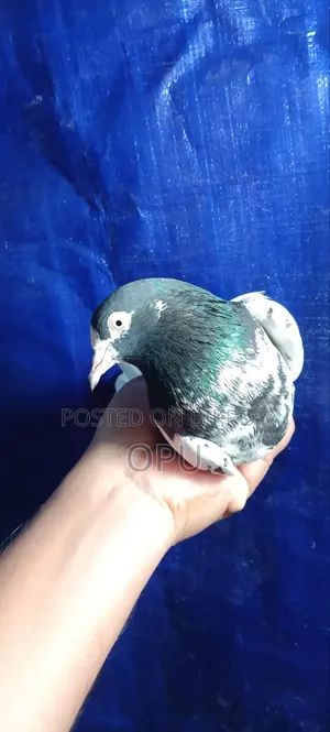 টেডি রানিং মদ্দা