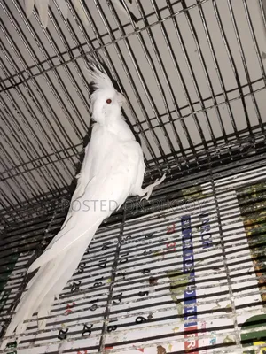 Female Cockatiel