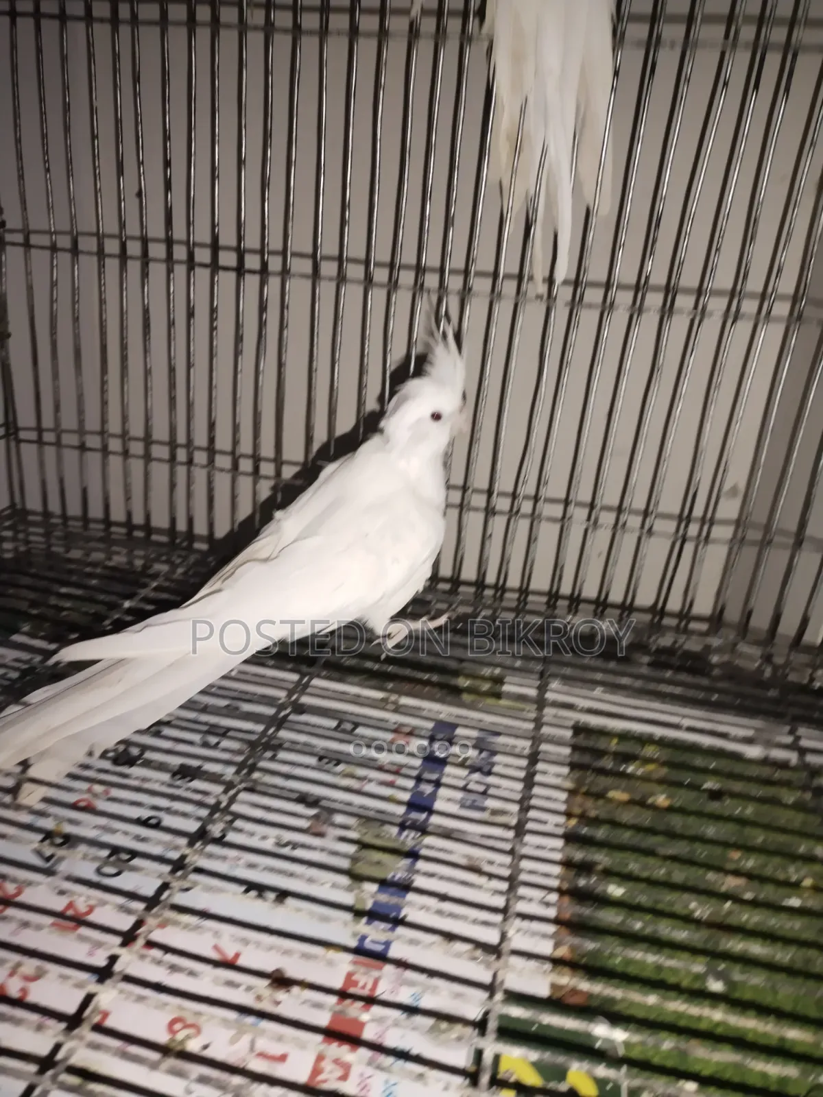 Female Cockatiel