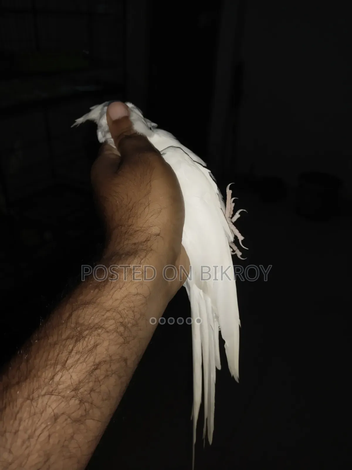 Female Cockatiel