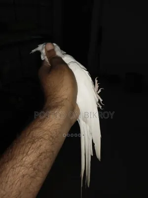 Female Cockatiel
