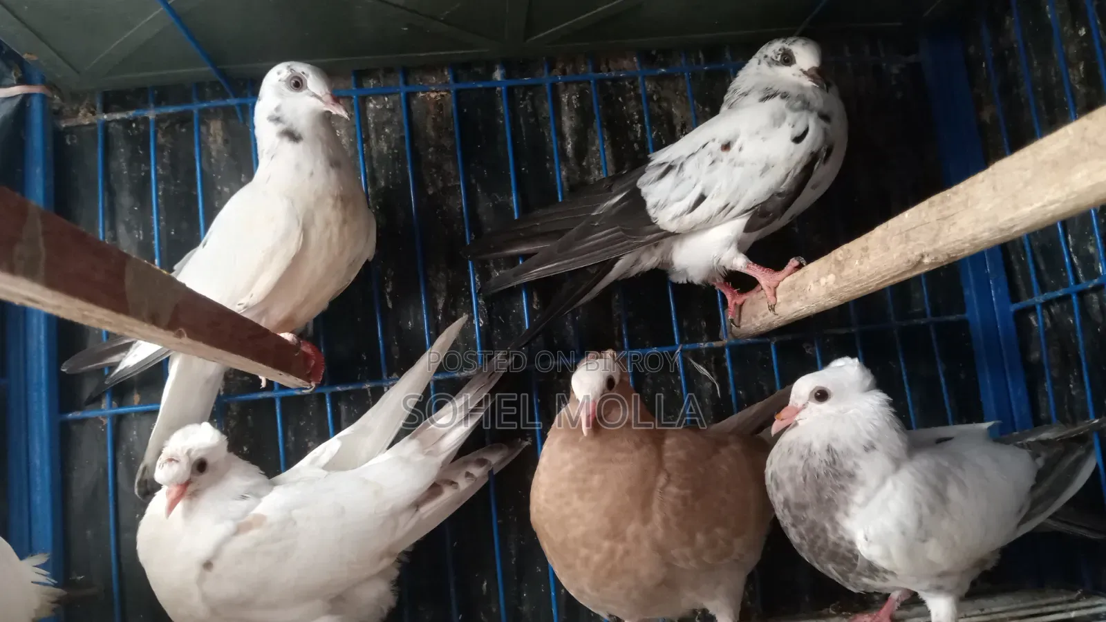 গোলা+মুক্ষীর ক্রস