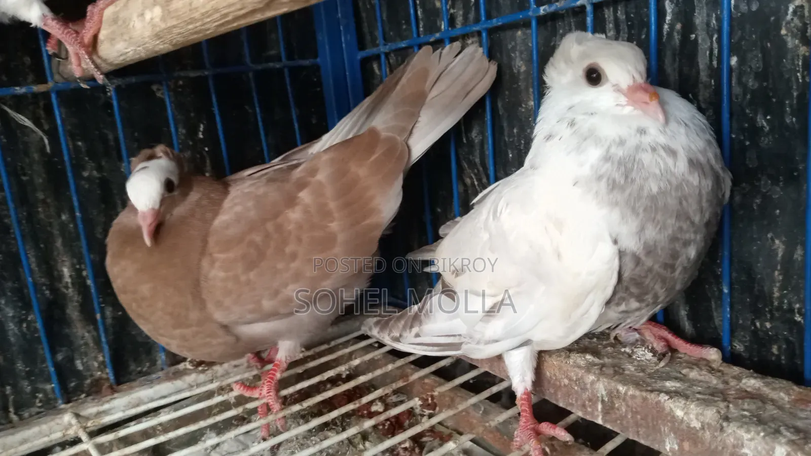 গোলা+মুক্ষীর ক্রস
