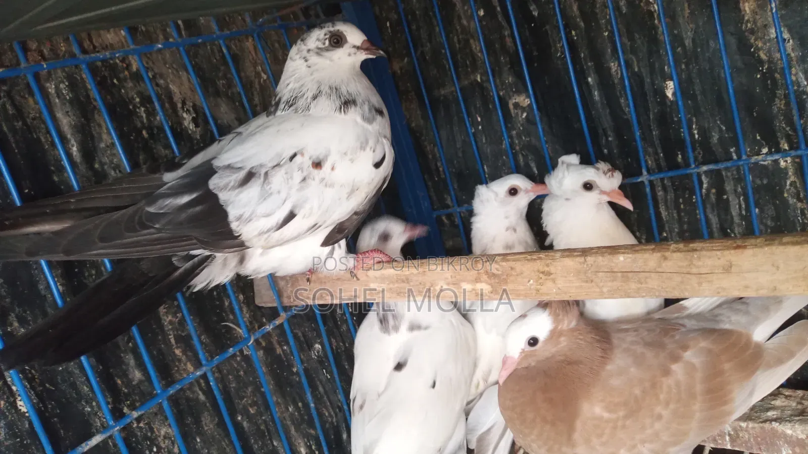 গোলা+মুক্ষীর ক্রস