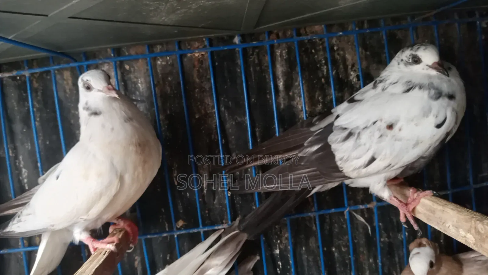 গোলা+মুক্ষীর ক্রস