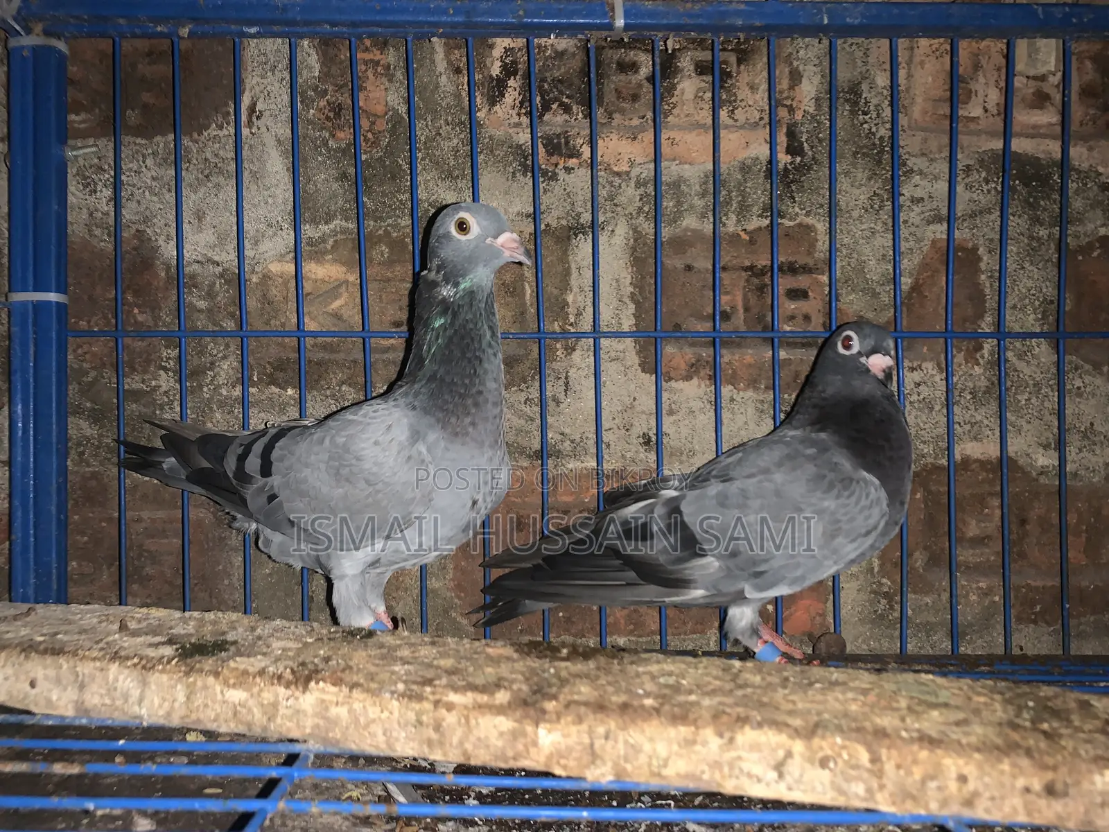 কবুতর ২ জোড়া