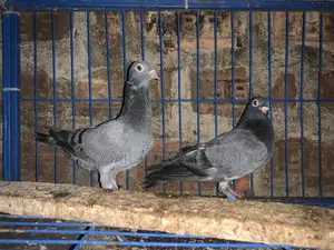 কবুতর ২ জোড়া