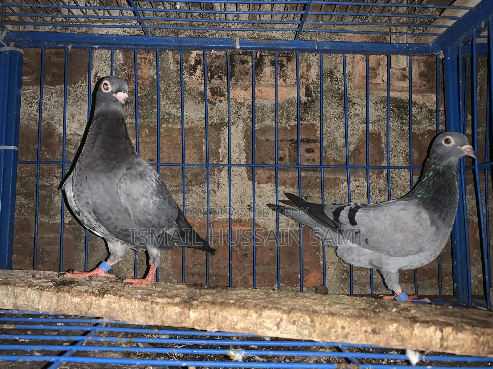 কবুতর ২ জোড়া