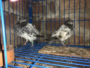 কবুতর ২ জোড়া