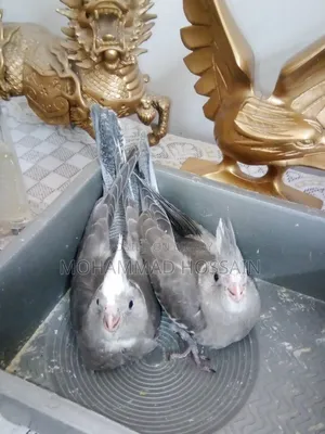 Tame Size Cockatiel White Baby