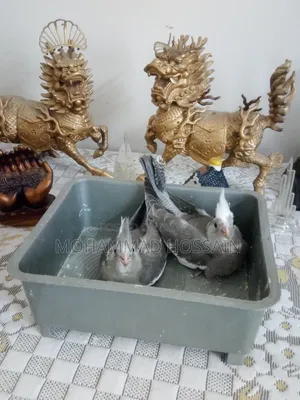 Tame Size Cockatiel White Baby