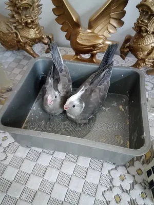 Tame Size Cockatiel White Baby