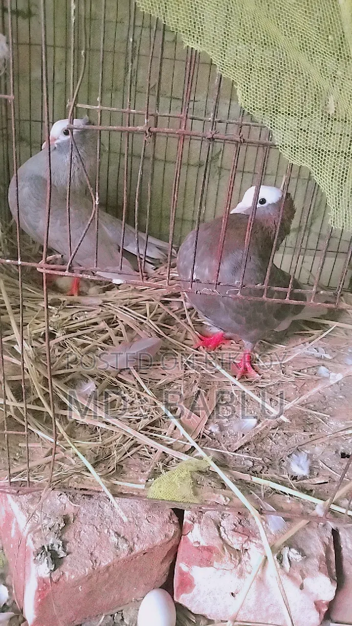 এক জোড়া মুক্ষী কবুতর বিক্রয় হবে