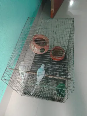 Budgerigar Bird (with cage)