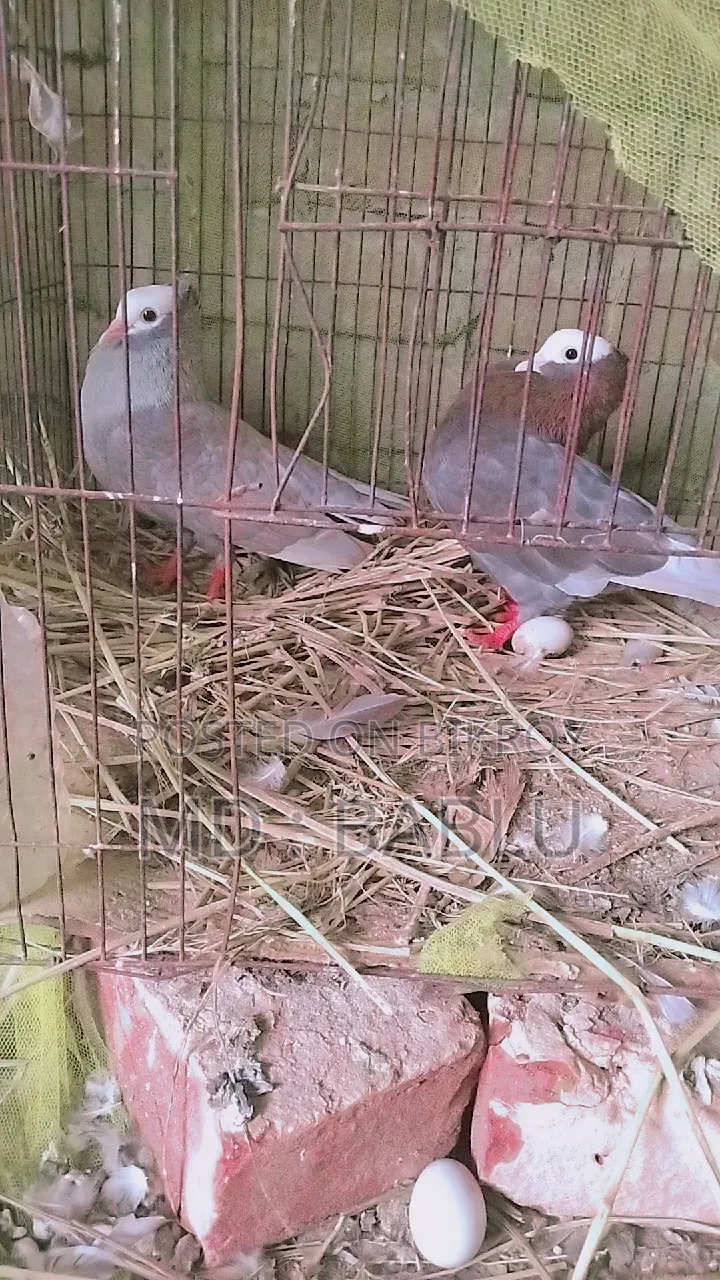 এক জোড়া মুক্ষী কবুতর বিক্রয় হবে