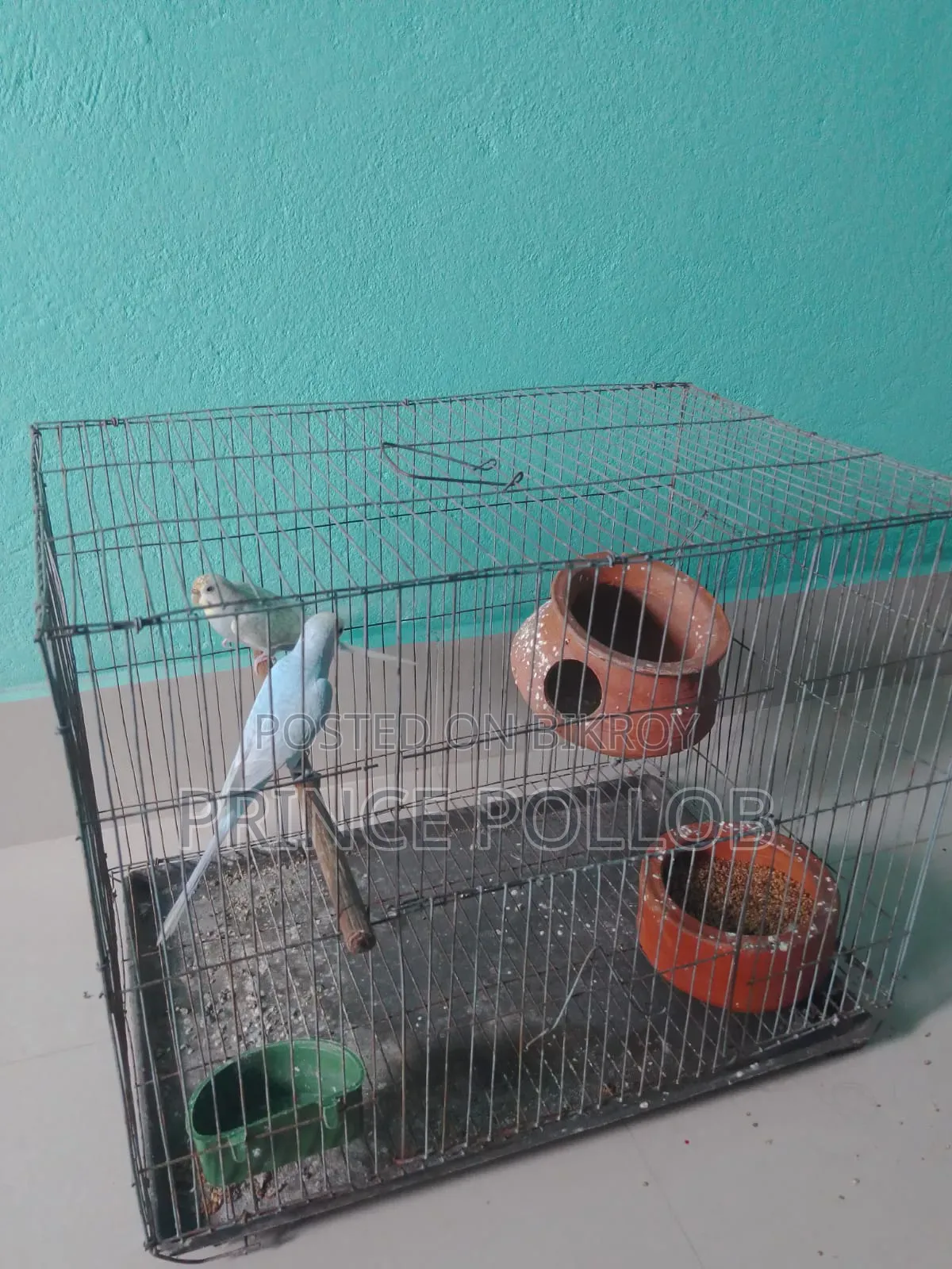 Budgerigar Bird (with cage)