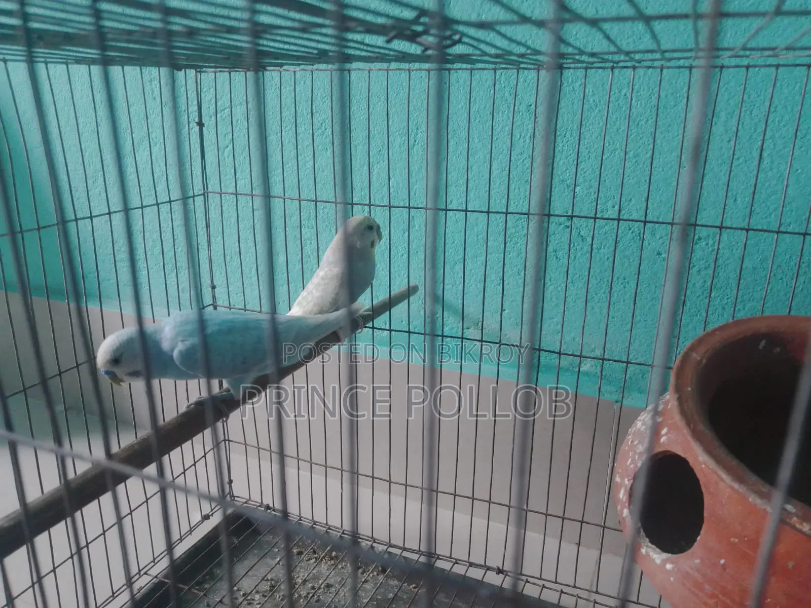 Budgerigar Bird (with cage)