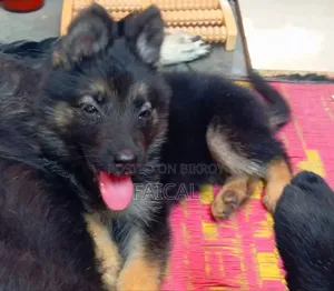 1-3 Months Male Purebred German Shepherd