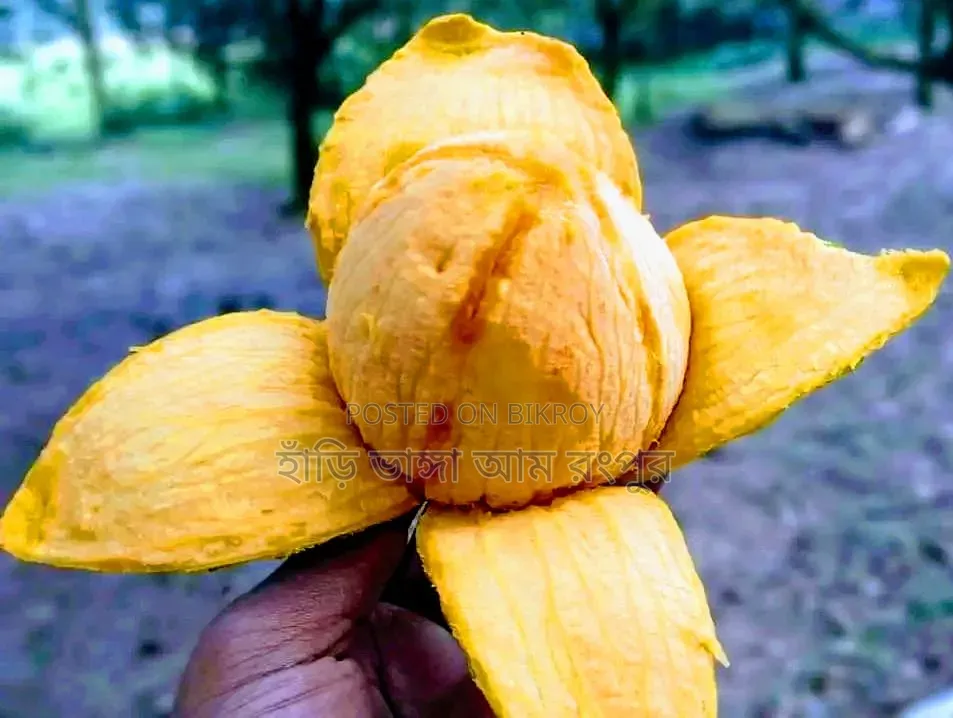 Want to eat mangoes?