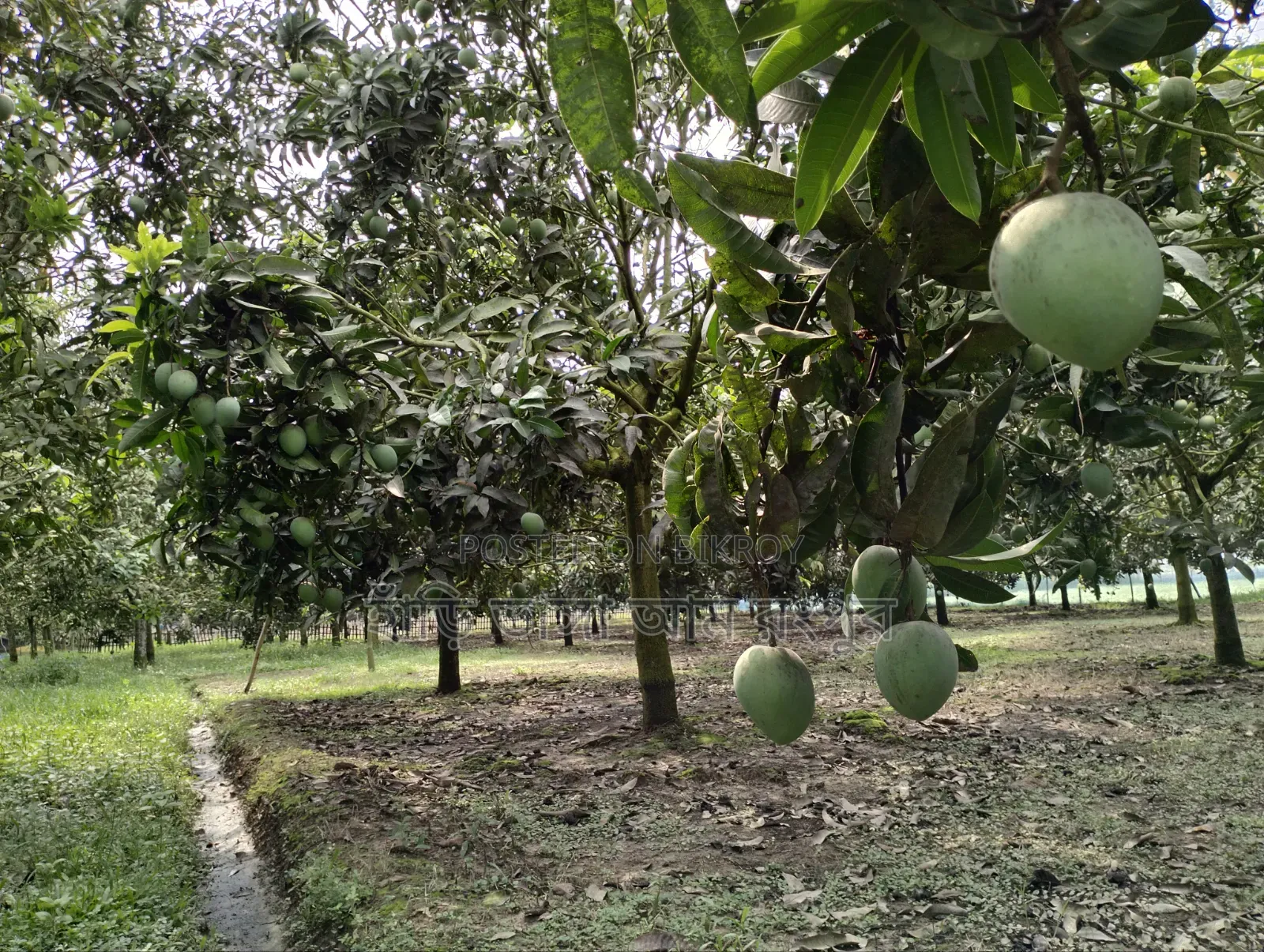 Want to eat mangoes?
