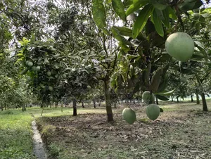 Want to eat mangoes?