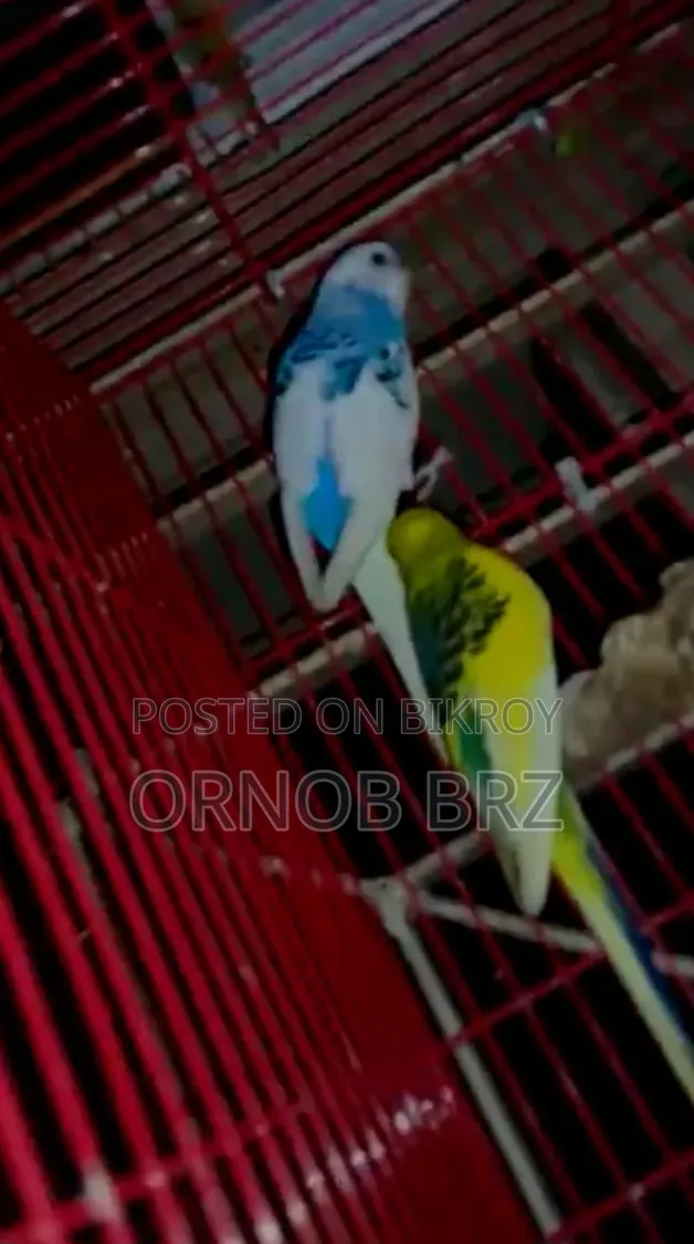 পাইড বাজ্রিগার