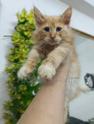 1-3 Months Female Mixed Breed Maine Coon