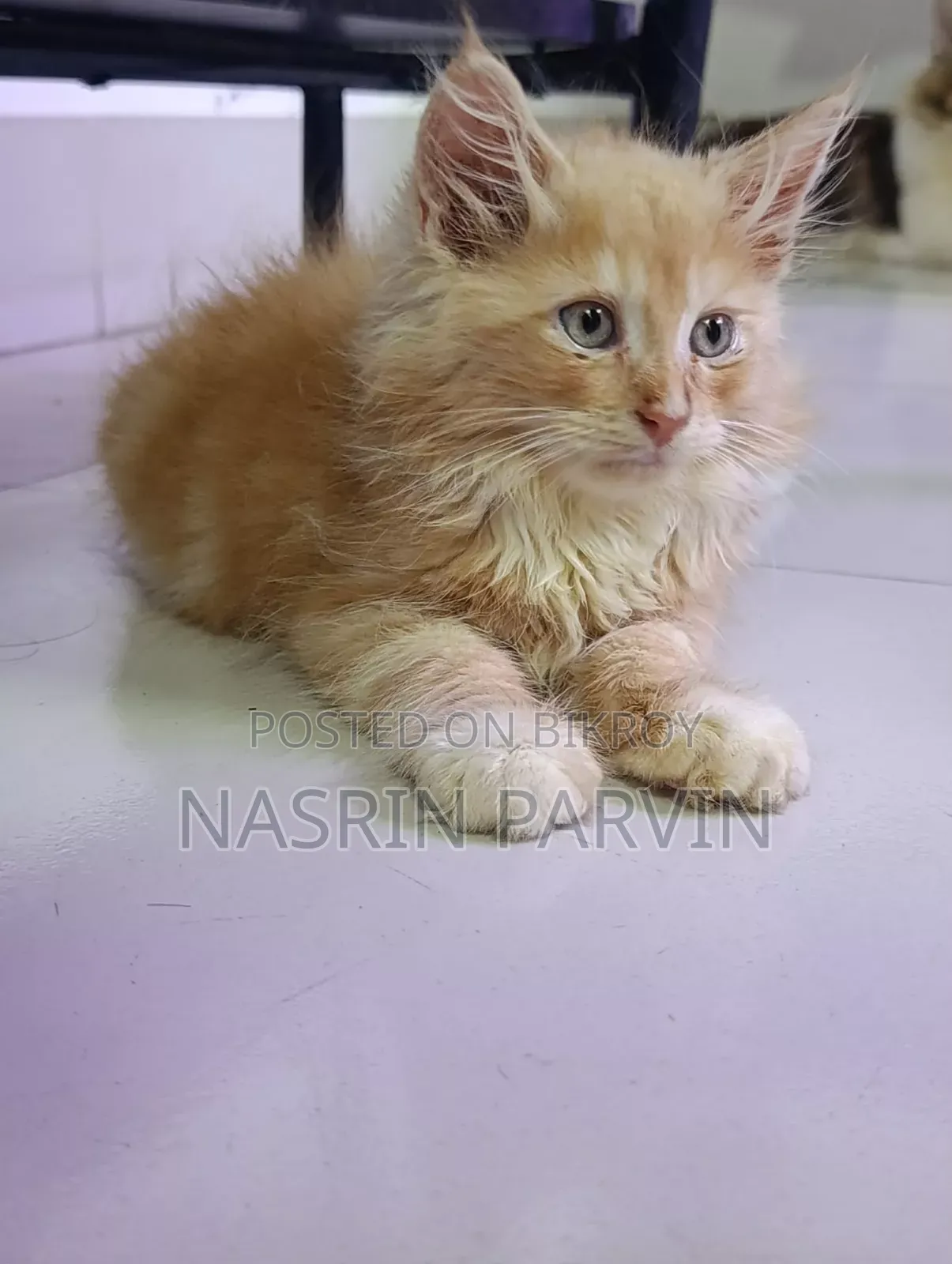 1-3 Months Female Mixed Breed Maine Coon
