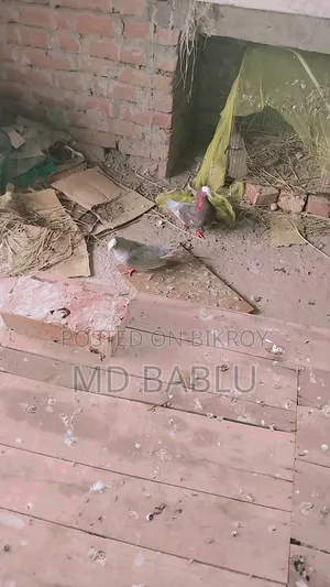 এক জোড়া লক্ষী কবুতর বিক্রয় হবে