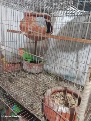 Bird Sale