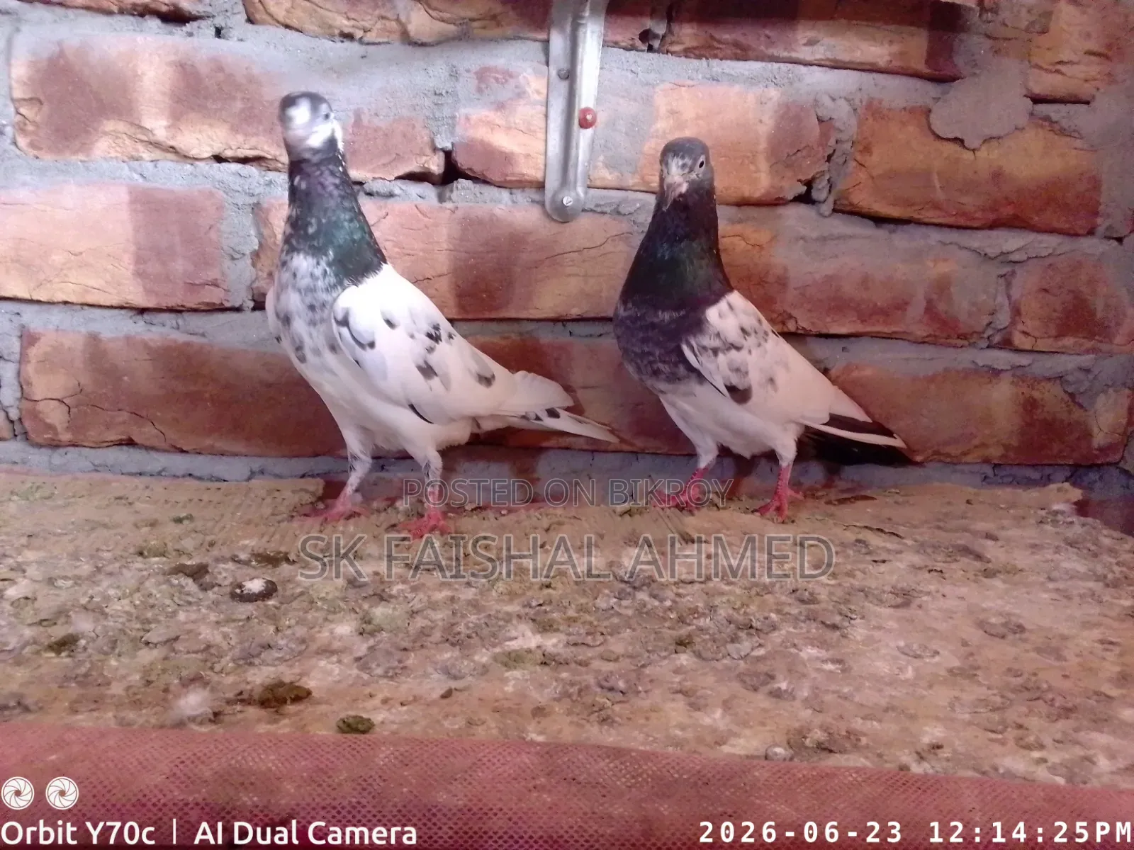 একজোড়া রানিং খুবই ভালো মানের টেডি কবুতর বিক্রি করা হবে।