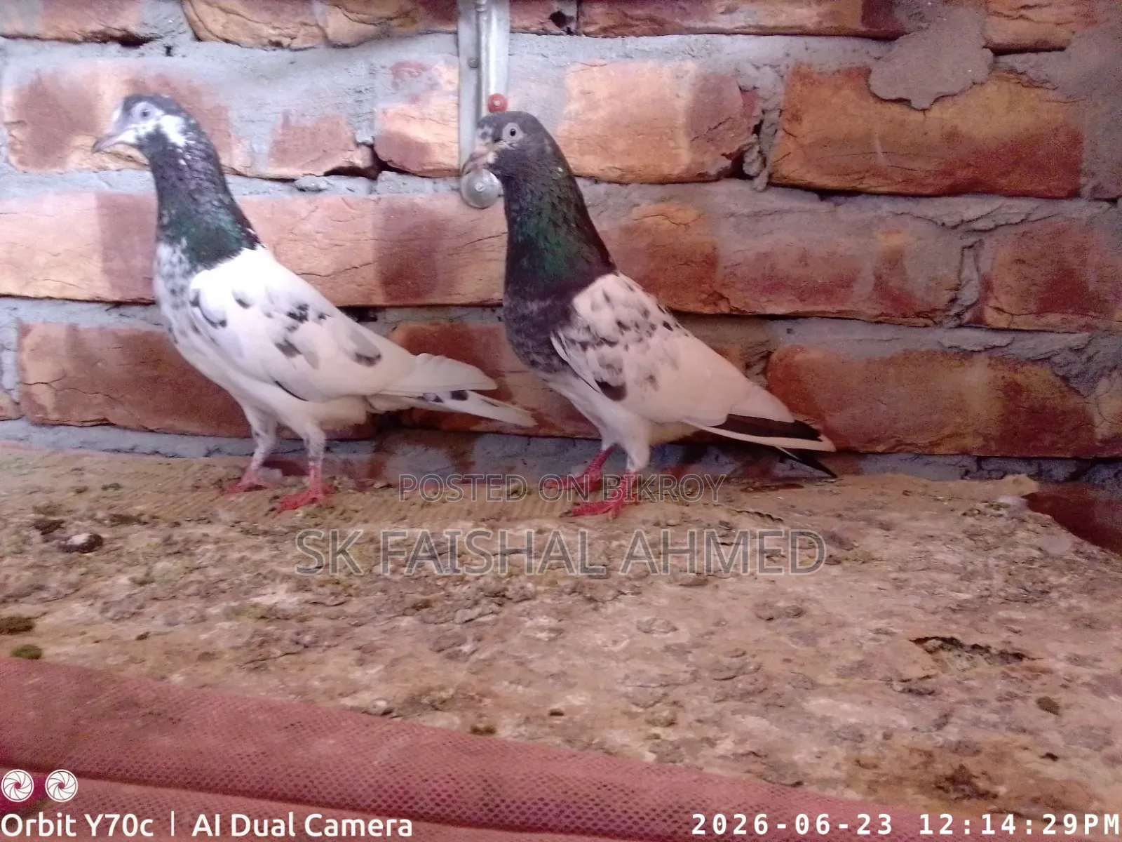 একজোড়া রানিং খুবই ভালো মানের টেডি কবুতর বিক্রি করা হবে।