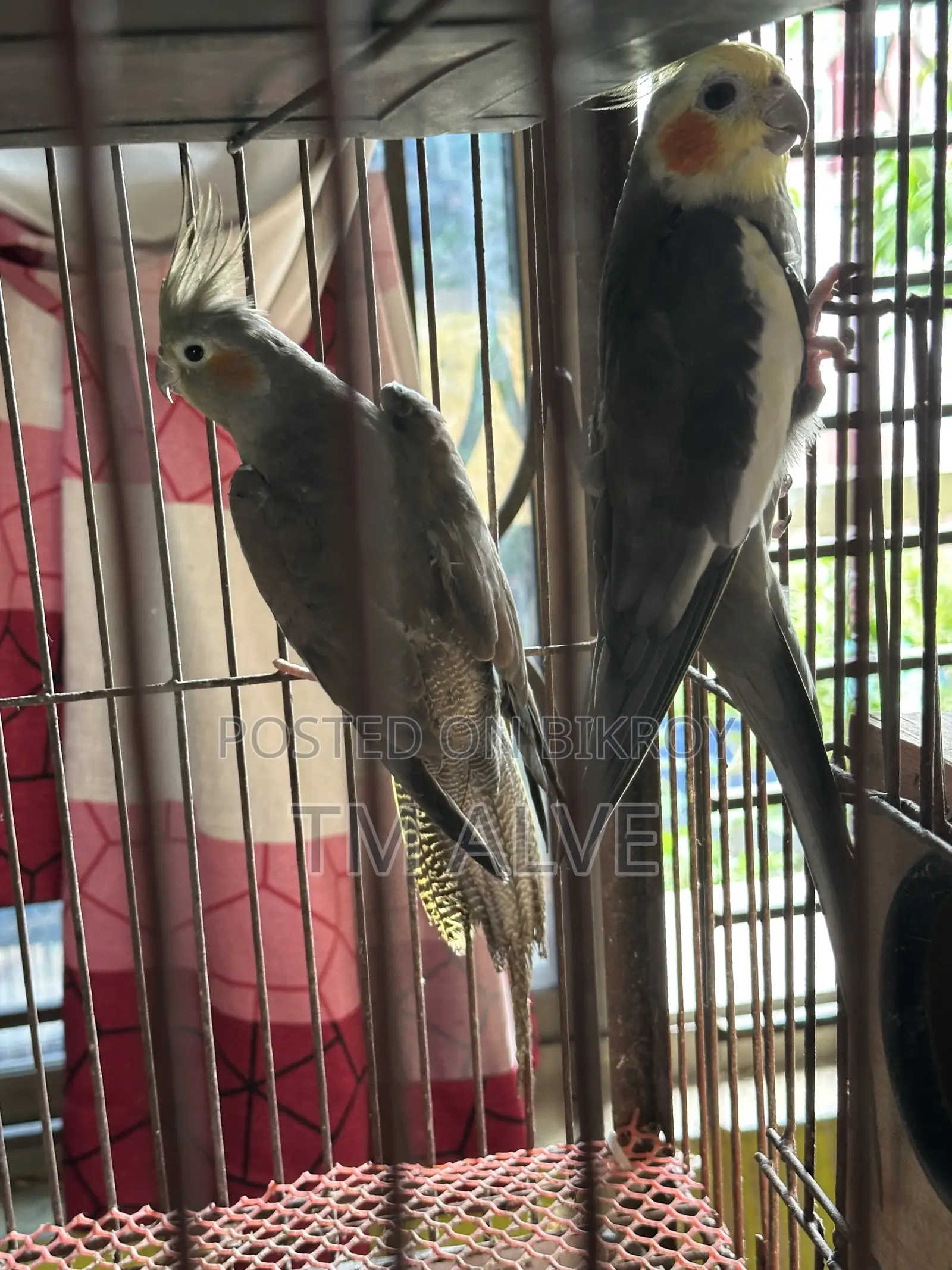 ১ জোড়া গ্রে ককাটেল (প্রাপ্তবয়স্ক)। পুরুষ ও স্ত্রী জোড়া।