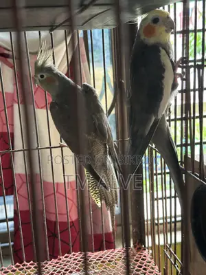 ১ জোড়া গ্রে ককাটেল (প্রাপ্তবয়স্ক)। পুরুষ ও স্ত্রী জোড়া।