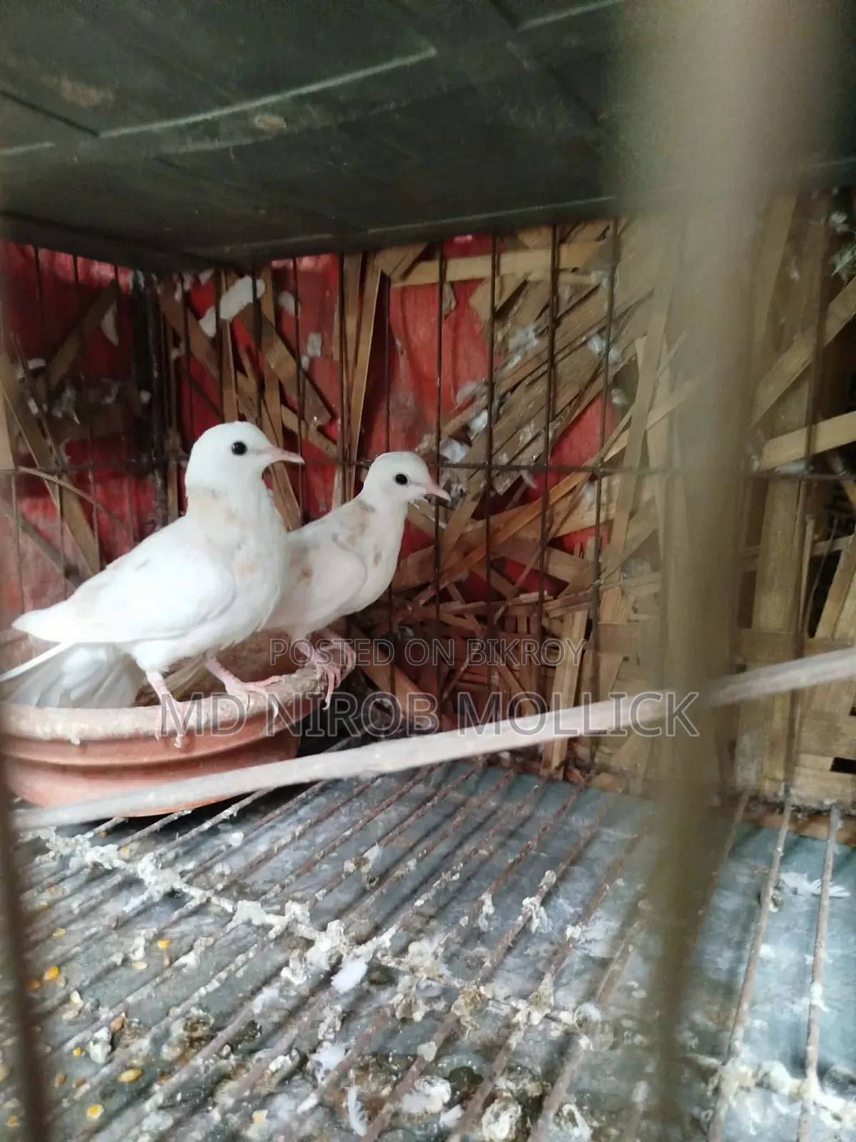 Australian Dove Bird
