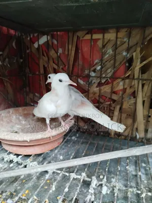 Australian Dove Bird