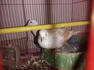 Australian Dove