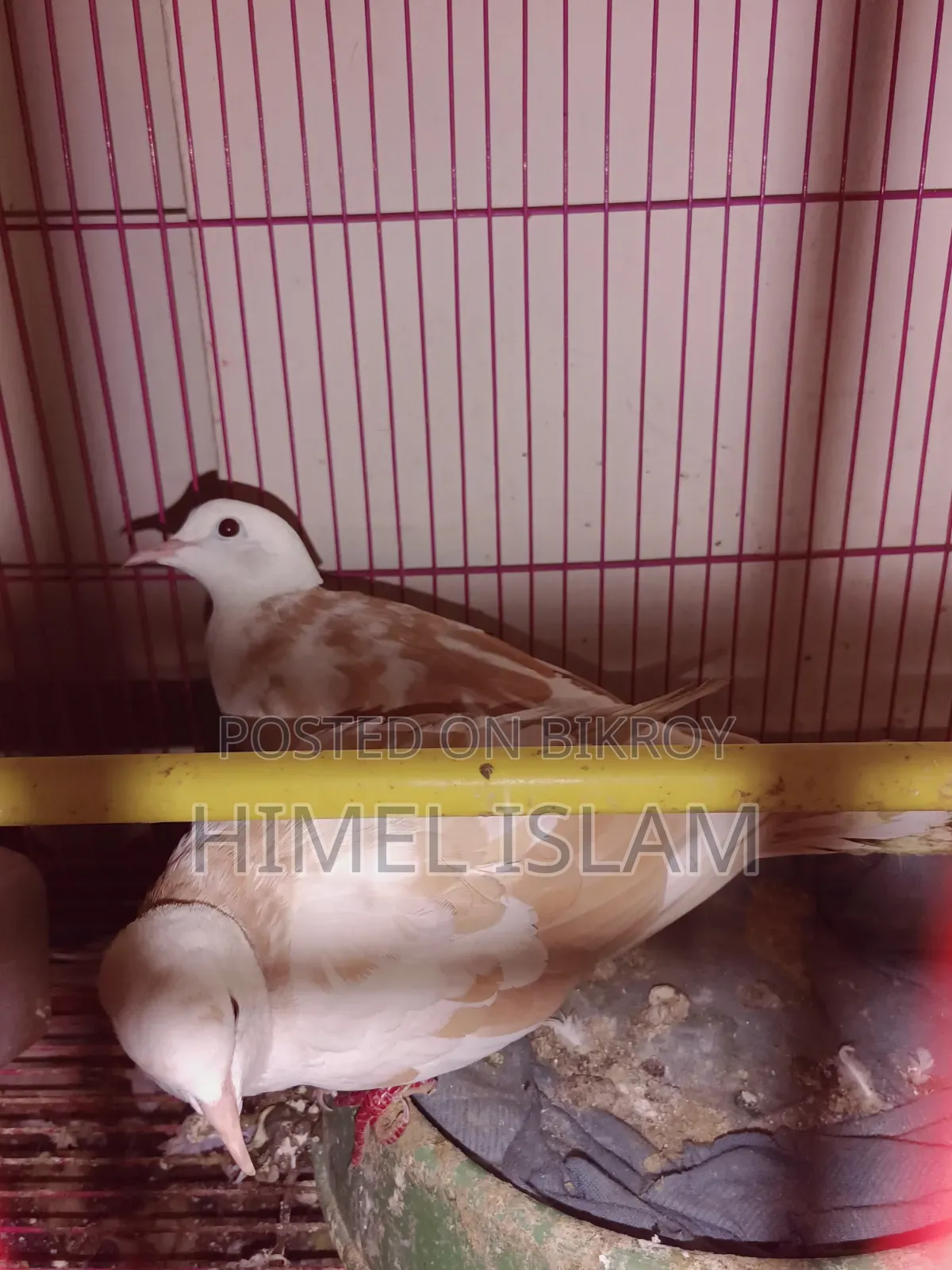 Australian Dove