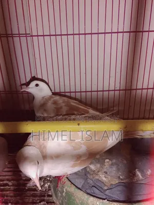Australian Dove