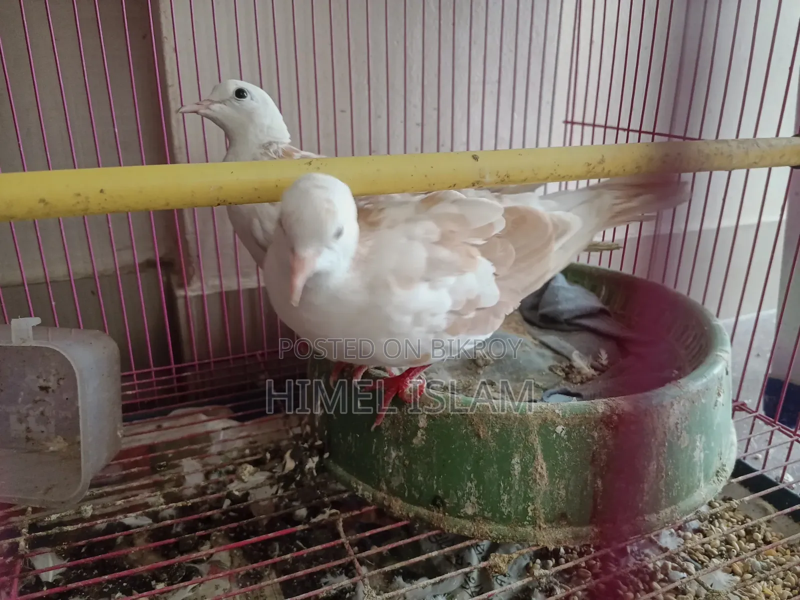 Australian Dove