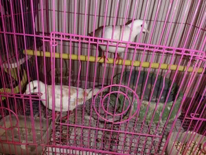 Australian Dove