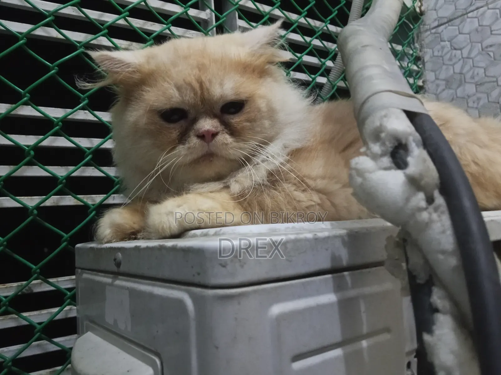 6-12 months Male Purebred Persian