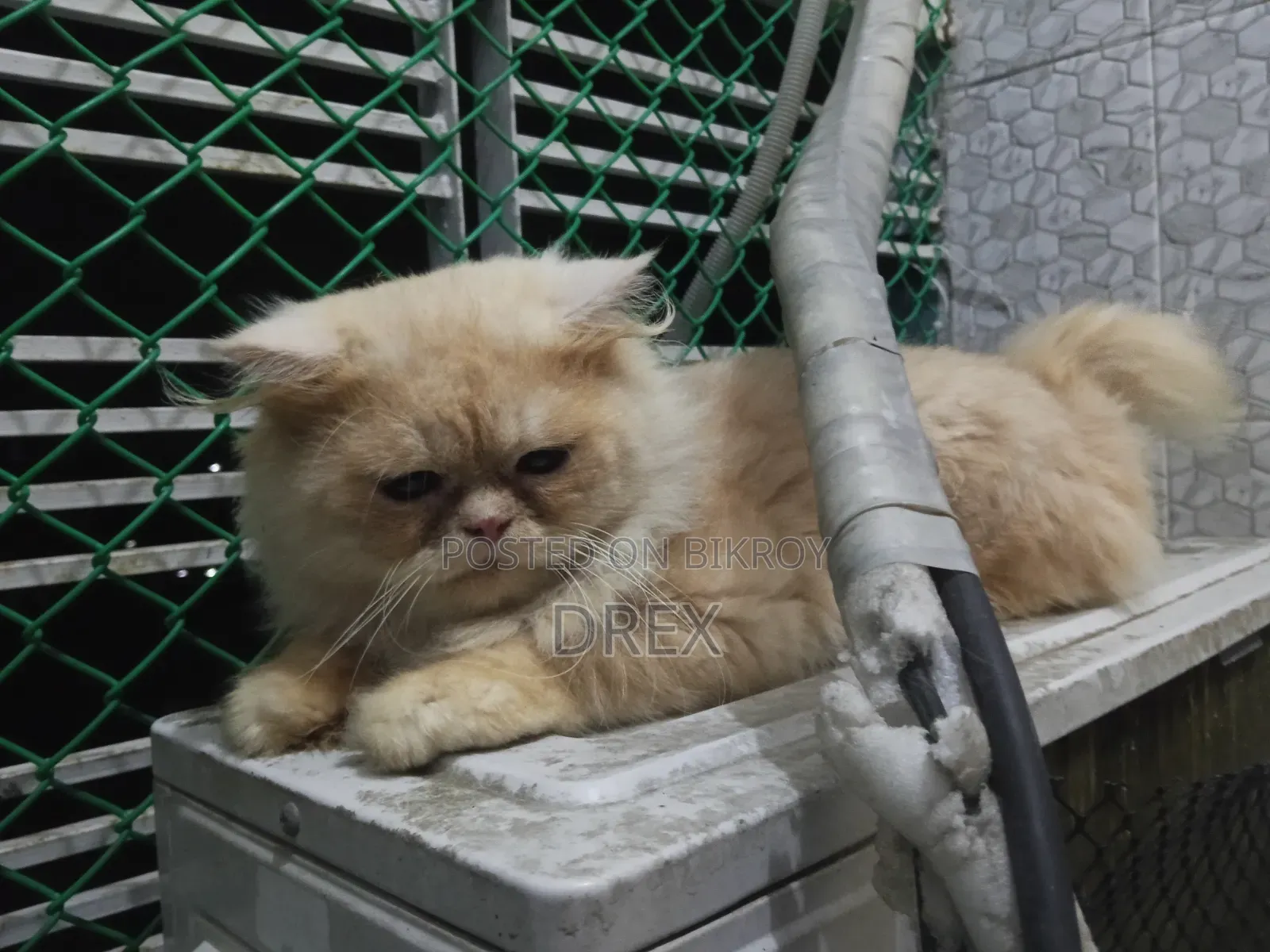 6-12 months Male Purebred Persian