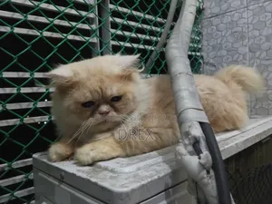 6-12 months Male Purebred Persian