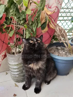6-12 Months Female Purebred Persian