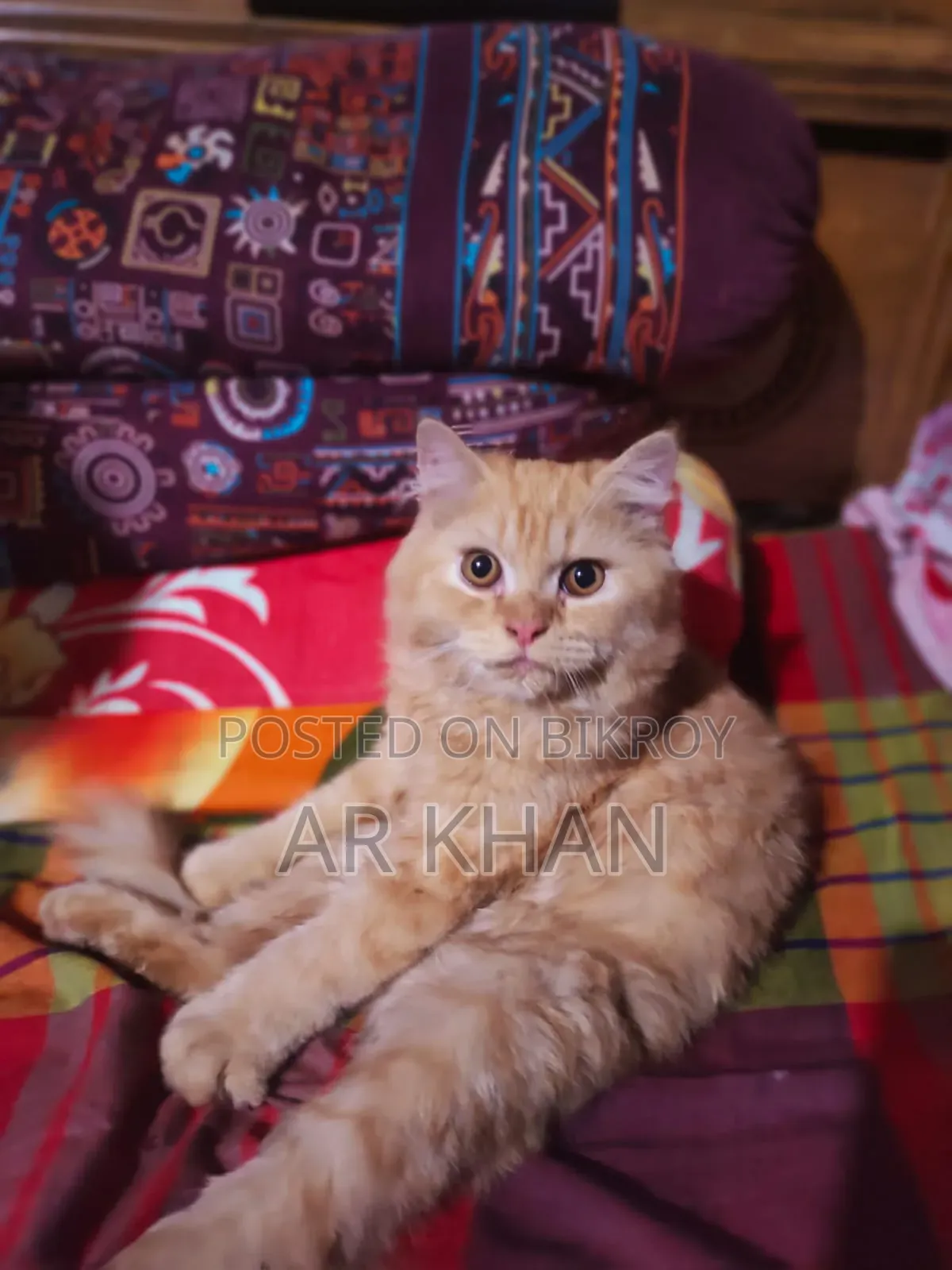 3-6 Months Male Purebred Persian