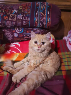 3-6 Months Male Purebred Persian